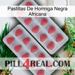 African Black Ant Pills 19